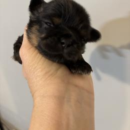 Maroon collar - Black and tan male Shih Tzu puppy in Kosciusko, Mississippi from The Dog House LLC