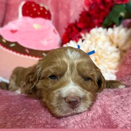 Sky - Caramel male Australian Labradoodle puppy in Citrus Heights, California from Elite Blend Labradoodles