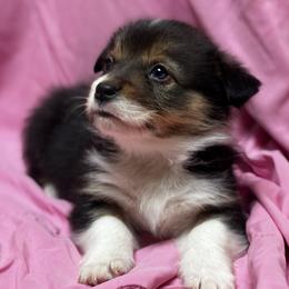 Cindy Lou Who - White and black female Pembroke Welsh Corgi puppy in Nortonville, Kansas from Low Riders Corgis & Mini Aussies