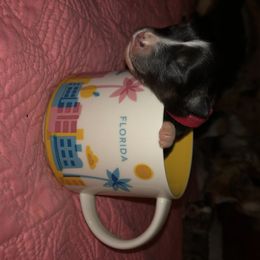 Miniature Australian Shepherd Puppies from Ace’s Mini Aussies
