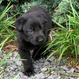 Boy 7 - male German Shepherd puppy in Batesville, Mississippi from Shepherd Farms