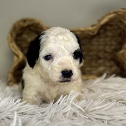 Girl 1 - Black and white female Bernedoodle puppy in Russiaville, Indiana from Pleasant Creek Minibernedoodles