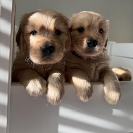 Golden Retriever Puppies from Pups by Piper