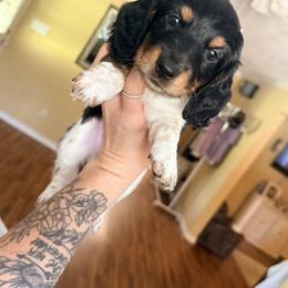 Dachshund Puppies from Triple S Dachshunds