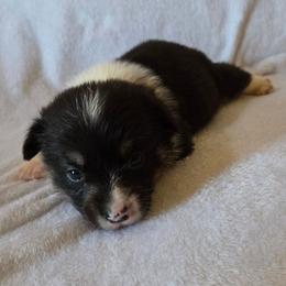 Creed - Black and tan male Pembroke Welsh Corgi puppy in Madera, California from RRR Corgis