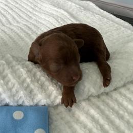 Prancer - Red  male Poodle puppy in Cape Coral, Florida from Ruby the poodle