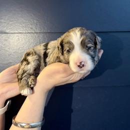 Girl 2 - Teal - Blue merle female Bernedoodle puppy in South Jordan, Utah from Ellas.Pups (Bernedoodles & Cavapoos)