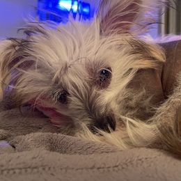Koki  - Chinese Crested
