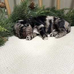 Henry - Merle male Goldendoodle puppy in Zeeland, Michigan from Dandelion Lane Doodles
