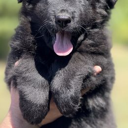 Olympia - Black female German Shepherd puppy in Johnstown, Ohio from Vom Haus Neufus