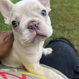 French Bulldog Puppies from Cocoskennel