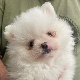 Lillie - White female Pomeranian puppy in Santa Rosa County, Florida from Florida Frenchies By the Sea, LLC
