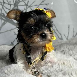 Daisy - Parti female Yorkshire Terrier puppy in Denver, Colorado from Melrey's paws