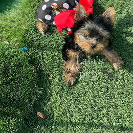 Yorkshire Terrier Puppies from Lala’s Pups