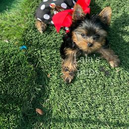 Yorkshire Terrier Puppies from Lala’s Pups