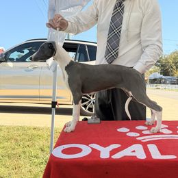 Katy - White and blue female Whippet puppy in Erving, Massachusetts from Devine Hounds