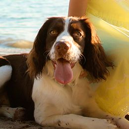 Izzy - English Springer Spaniel