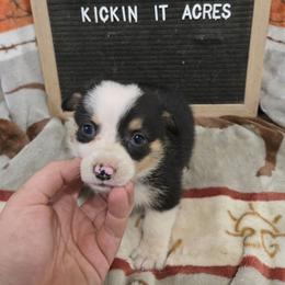 Lane - Black and tan female Pembroke Welsh Corgi puppy in Chariton, Iowa from Kickin It Acres BCs