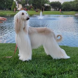 Inara - Afghan Hound