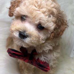 Keanu now (Crispe) - Apricot male Maltipoo puppy in Apple Valley, California from Boujeepups