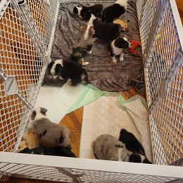 Miniature Australian Shepherd Puppies from TC Farms Stock Dogs
