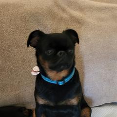 coco - Brussels Griffon