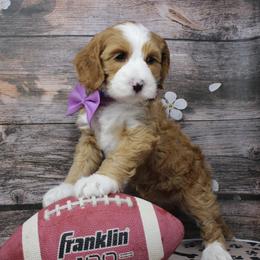 Aluminum she has a lavender collar - Caramel female Australian Labradoodle puppy in Provo, Utah from EllsWORTH Labradoodles LLC
