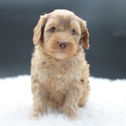 Gemini - Red female Australian Cobberdog puppy in Bellingham, Minnesota from Whispering Prairie Australian Cobberdog