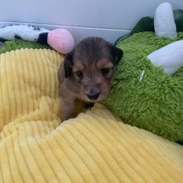 Freya   (Janet) - Cream female Dachshund puppy in Wolf Lake, Indiana from Canisteo Dachshunds