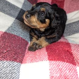 Boy 1 - Black male Schnoodle puppy in Holmesville, Ohio from Pawsome Puppies