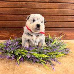 Red Collar - Blue speckled female Australian Cattle Dog puppy in Nevada, Missouri from Back Road Dog Company, LLC