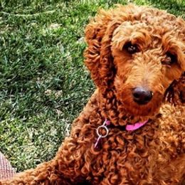 Poodles from Taylee's Poodles