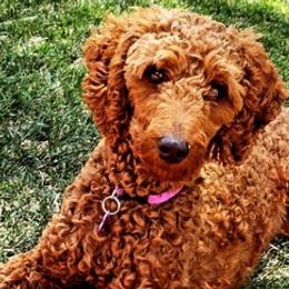 Poodles from Taylee's Poodles