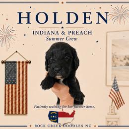 Boy 5 - male Double Doodle puppy in Whitsett, North Carolina from Rock Creek Doodles NC