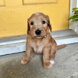 Jelly - Apricot female Goldendoodle puppy in Montgomery, Texas from Dacus Doodles