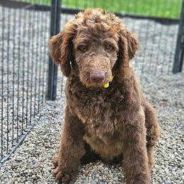Blake - Brown male Double Doodle puppy in Jeddo, Michigan from Bert's Doodles