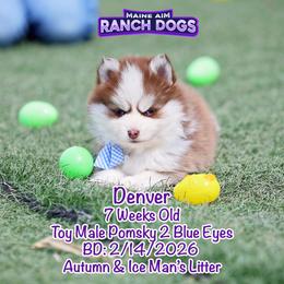 Denver - Red and white male Pomsky puppy in Humeston, Iowa from M.A.R. Dogs