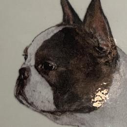 Talley - Boston Terrier