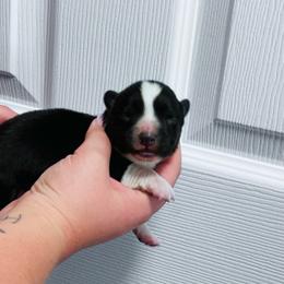 Scout - Black and white male Cardigan Welsh Corgi puppy in Kerens, West Virginia from Leather & Lace