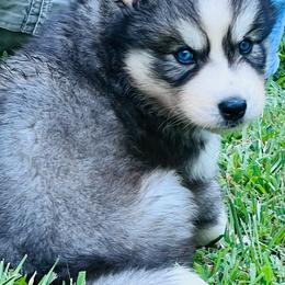 Egypt - Male 3 - Gray and white male Siberian Husky puppy in Monroe, Georgia from Beastly Beauties Huskies & Pomskies
