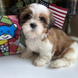 Girl 2  Mila - Liver and white female Shih Tzu puppy in Troy, Michigan from "Shihtzu Best Friend"