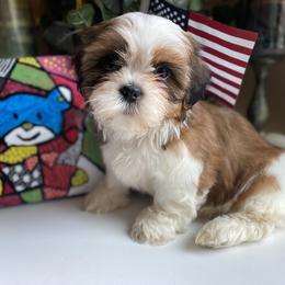 Girl 2  Mila - Liver and white female Shih Tzu puppy in Troy, Michigan from "Shihtzu Best Friend"