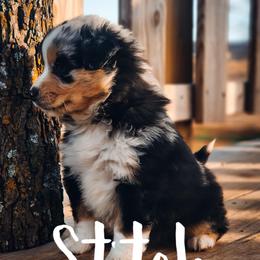 Stitch - Blue merle male Miniature Australian Shepherd puppy in Mc Alester, Oklahoma from Angel's Aussies