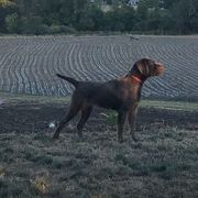 Sasha - Pudelpointer
