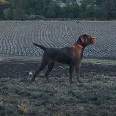 Sasha - Pudelpointer