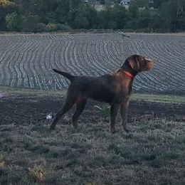 Sasha - Pudelpointer