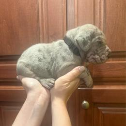 Black collar - Merle male Great Dane puppy in Ider, Alabama from Sand Mountain Danes LLC