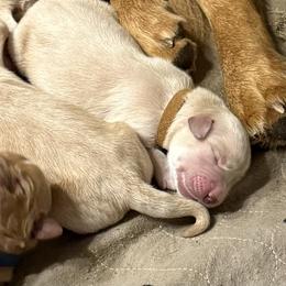 Brown collar - Golden male Golden Retriever puppy in Indianapolis, Indiana from ZuGolden Retrievers & Doodles