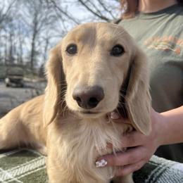 Pilot - Dachshund