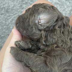 Girl 2 - Double Doodle puppy in Gilbert, Arizona from Emmie’s Doodle Pups